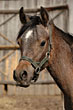 Baltazar sprzedany!